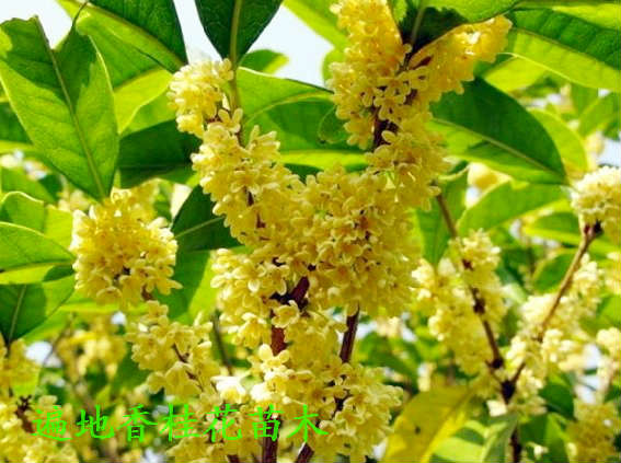 湖北桂花苗木/桂花树/桂花苗木价格