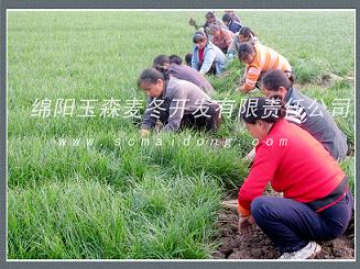 重庆绿化麦冬草|重庆绿化麦冬苗|基地批发